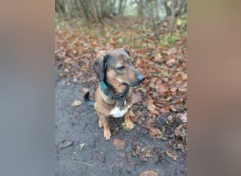 Bennie-VH, unsicherer Mantrailer sucht neues Glück!