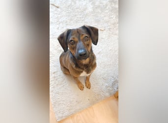 Bennie-VH, unsicherer Mantrailer sucht neues Glück!