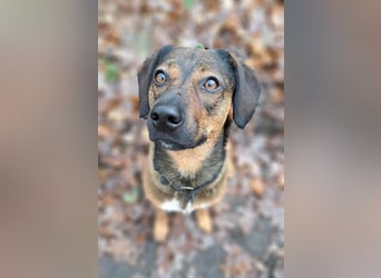 Bennie-VH, unsicherer Mantrailer sucht neues Glück!