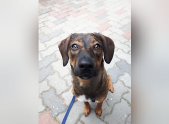 Bennie-VH, unsicherer Mantrailer sucht neues Glück!