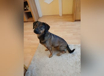 Bennie-VH, unsicherer Mantrailer sucht neues Glück!