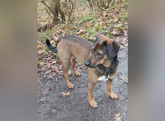 Bennie-VH, unsicherer Mantrailer sucht neues Glück!