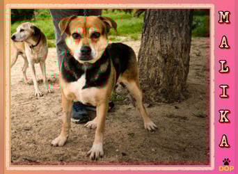 Sanfte Malika - soll nach schweren Zeiten endlich etwas Glück finden !!