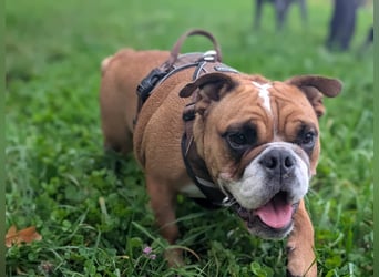 Betty sucht tolles zu Hause