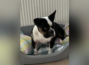 Old englische Bulldogge