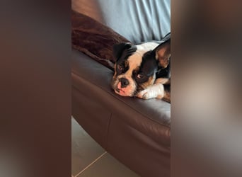 Old englische Bulldogge