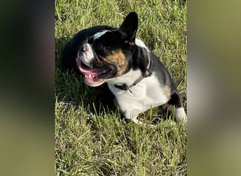 Old englische Bulldogge