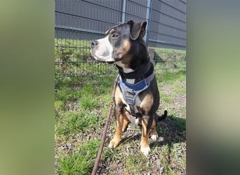 Kalle sucht endlich sein Zuhause