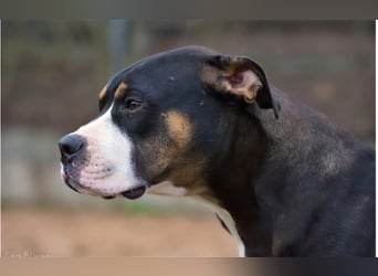 Kalle sucht endlich sein Zuhause