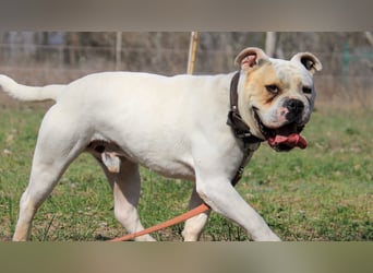 Cezar sucht Zuhause!