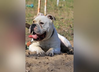 Cezar sucht Zuhause!