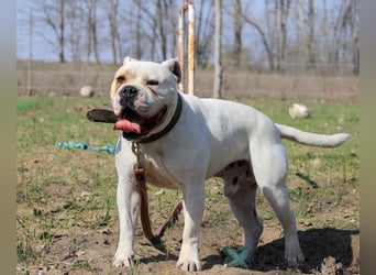 Cezar sucht Zuhause!