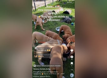 Old English Bulldog Deckrüde – kraftvoll, typvoll, kerngesund | Sunshine Bulls Linie