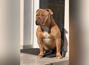 Old English Bulldog Deckrüde – kraftvoll, typvoll, kerngesund | Sunshine Bulls Linie