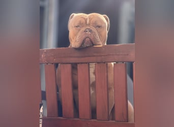 Old English Bulldog Deckrüde – kraftvoll, typvoll, kerngesund | Sunshine Bulls Linie