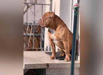 Old English Bulldog Deckrüde – kraftvoll, typvoll, kerngesund | Sunshine Bulls Linie