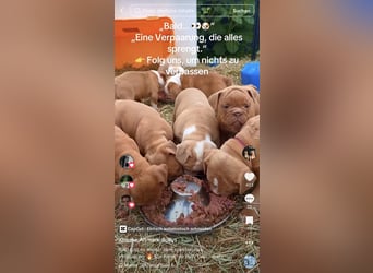 Old English Bulldog Deckrüde – kraftvoll, typvoll, kerngesund | Sunshine Bulls Linie