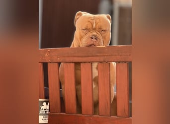 Old English Bulldog Deckrüde – kraftvoll, typvoll, kerngesund | Sunshine Bulls Linie