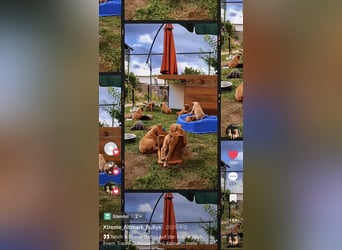 Old English Bulldog Deckrüde – kraftvoll, typvoll, kerngesund | Sunshine Bulls Linie