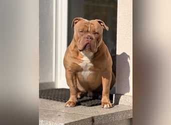 Old English Bulldog Deckrüde – kraftvoll, typvoll, kerngesund | Sunshine Bulls Linie