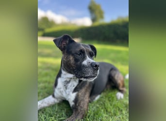Mila sucht neues Zuhause