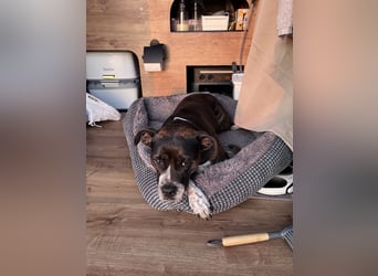 Mila sucht neues Zuhause