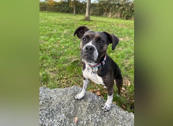 Mila sucht neues Zuhause