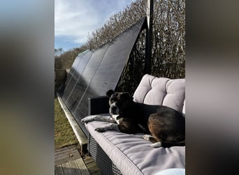 Mila sucht neues Zuhause