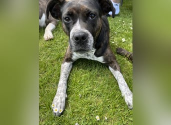 Mila sucht neues Zuhause
