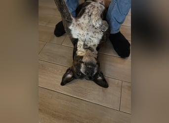 Mila sucht neues Zuhause