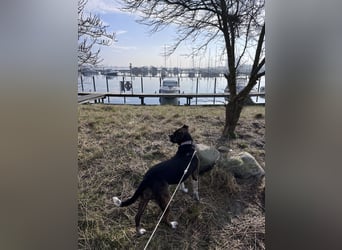 Mila sucht neues Zuhause