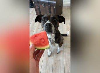 Mila sucht neues Zuhause