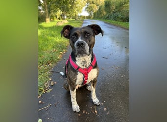 Mila sucht neues Zuhause