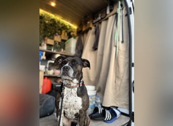 Mila sucht neues Zuhause