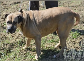 NOTFALL!!! Maggie - Sehr liebe und verschmuste Boxer-Bulldoggen-Mix Hündin, ca. 4 Jahre alt