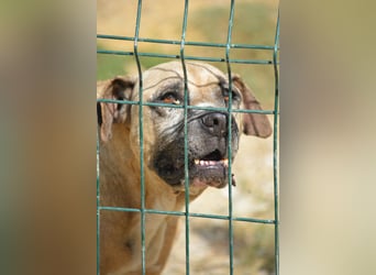 NOTFALL!!! Maggie - Sehr liebe und verschmuste Boxer-Bulldoggen-Mix Hündin, ca. 4 Jahre alt