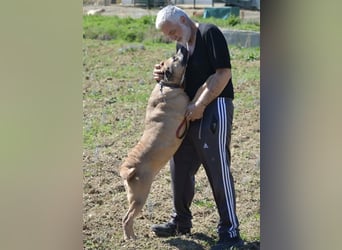 NOTFALL!!! Maggie - Sehr liebe und verschmuste Boxer-Bulldoggen-Mix Hündin, ca. 4 Jahre alt