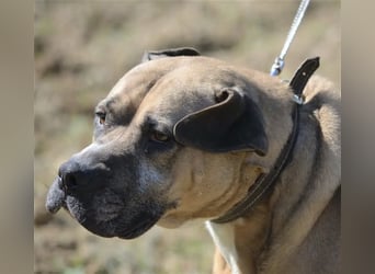 NOTFALL!!! Maggie - Sehr liebe und verschmuste Boxer-Bulldoggen-Mix Hündin, ca. 4 Jahre alt