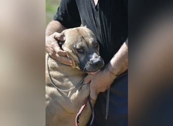 NOTFALL!!! Maggie - Sehr liebe und verschmuste Boxer-Bulldoggen-Mix Hündin, ca. 4 Jahre alt