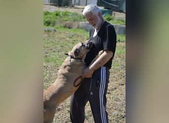 NOTFALL!!! Maggie - Sehr liebe und verschmuste Boxer-Bulldoggen-Mix Hündin, ca. 4 Jahre alt