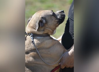 NOTFALL!!! Maggie - Sehr liebe und verschmuste Boxer-Bulldoggen-Mix Hündin, ca. 4 Jahre alt