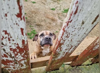 NOTFALL!!! Maggie - Sehr liebe und verschmuste Boxer-Bulldoggen-Mix Hündin, ca. 4 Jahre alt
