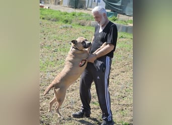 NOTFALL!!! Maggie - Sehr liebe und verschmuste Boxer-Bulldoggen-Mix Hündin, ca. 4 Jahre alt