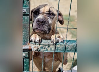NOTFALL!!! Maggie - Sehr liebe und verschmuste Boxer-Bulldoggen-Mix Hündin, ca. 4 Jahre alt