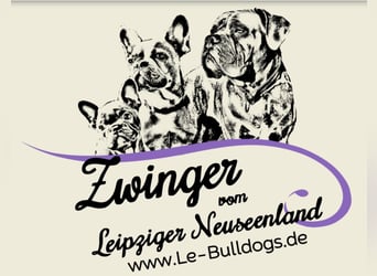 Sportliche Old English Bulldog aus seriöser Familienzucht