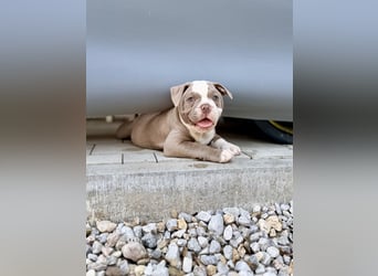 Sportliche Old English Bulldog aus seriöser Familienzucht
