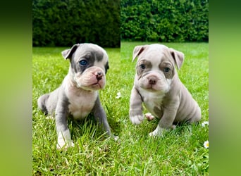 Sportliche Old English Bulldog aus seriöser Familienzucht