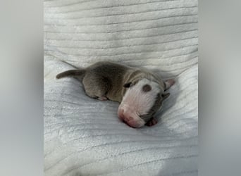 Sportliche Old English Bulldog aus seriöser Familienzucht