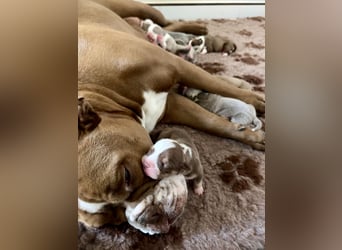 Sportliche Old English Bulldog aus seriöser Familienzucht