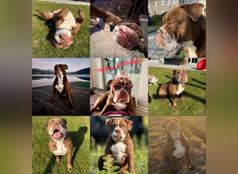 Sportliche Old English Bulldog aus seriöser Familienzucht